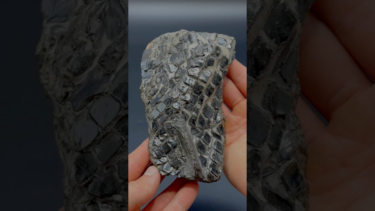 Here’s an outstanding example of a fossil fish, roughly 180 Million years old! 😍🦕