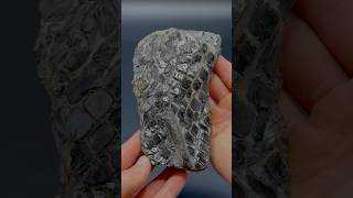 Here’s an outstanding example of a fossil fish, roughly 180 Million years old! 😍🦕