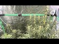 Autos at week 4.5-5.5 and photos running strong.