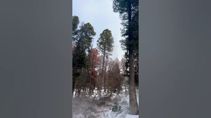 Felling Tree… #stihl #chainsaw #ms500i #asmr #outdoors #winter #logging #thankful #work