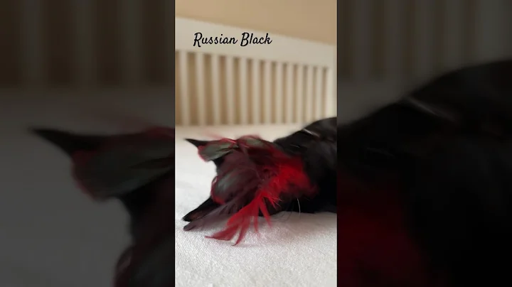 Watch the video about Russian Black Zorro #cat #kitten #russianblue #russianblack #golubika #cattery #pet #cute #lovely