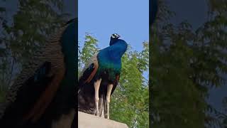 peafowl ~peacock 🦚😘🤟 bird ~peacock ❤️✨🩵✌️🤍 peacock ~saund 💖✌️✨❤🤟