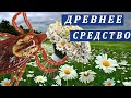 Ромашка - древнее средство от клещей: Проверил эффективность в настоящее время