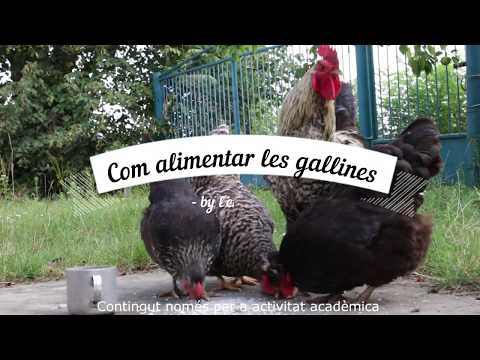 Com alimentar les gallines