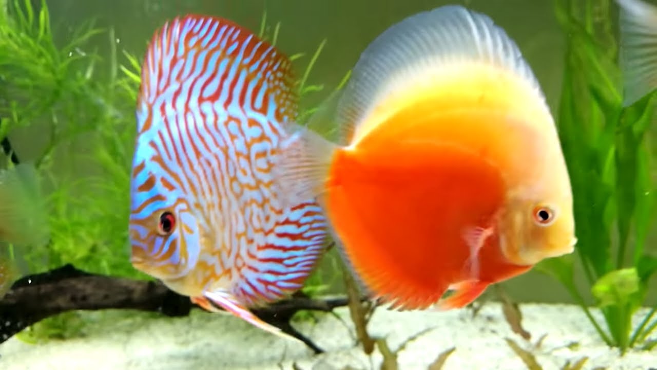 Il mio acquario dopo tre mesi dal avvio - YouTube