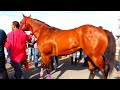 CARRERAS DE CABALLOS/ITALIANO VS OCTAGON