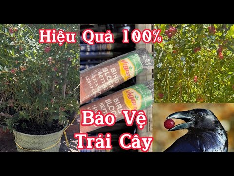 Video: Bảo Vệ Cây Việt Quất Khỏi Chim - Cách Bảo Vệ Cây Việt Quất Khỏi Chim