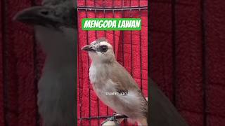 KICAUAN TRUCUK GACOR MEMANGIL LAWAN ‼️