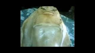 anak durhaka jadi ikan pari