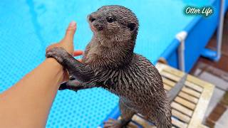 あの巨大プールをプレゼントしたらまたもやテンションがおかしくなったカワウソがこちらです Funny Otter Vs. Giant Pool My Went Crazy