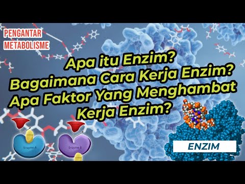 Video: Bagaimanakah tapak aktif enzim terbentuk?