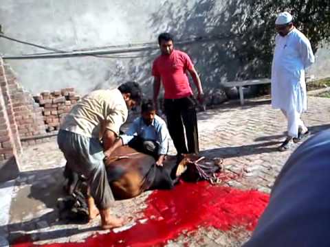 Eid Ul Azha 2011 Bakra Qurbani Lahore - YouTube