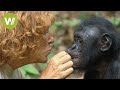 Bonobo-Waisen finden Schutz im Paradies der Bonobos