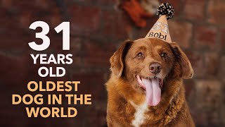 The Historic Birthday Party of Bobi The Oldest Dog in the World