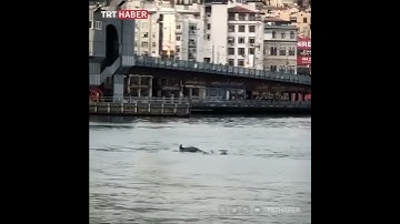 Thumbnail of ▶️ Insólitas imágenes de delfines junto al Puente Galata de Estambul