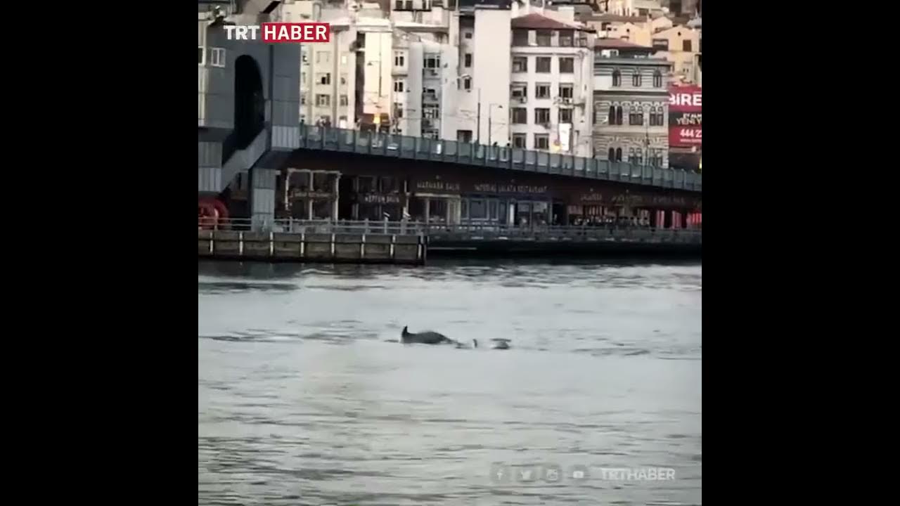 ▶️ Insólitas imágenes de delfines junto al Puente Galata de Estambul