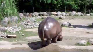 World's Biggest Fart - The Hippo