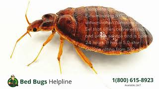 Top 3 Bed Bug Removal in Eel