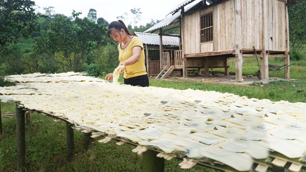 Harvest Bamboo Shoots, How To Process and Preserve Bamboo Shoots