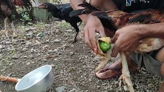 cara melepaskan jalu ayam jantan bangkok dan ayam jago lainnya dengan buah pepaya