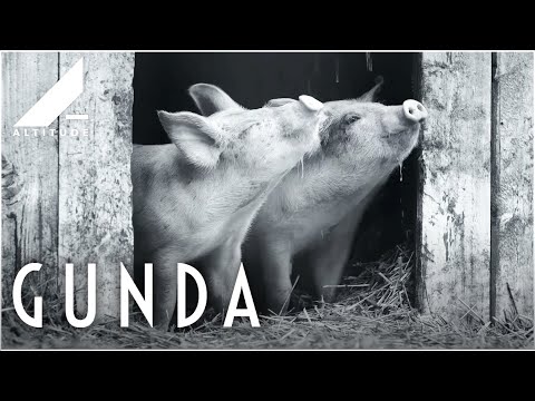 Videó: Hogy hívják a gundát angolul?
