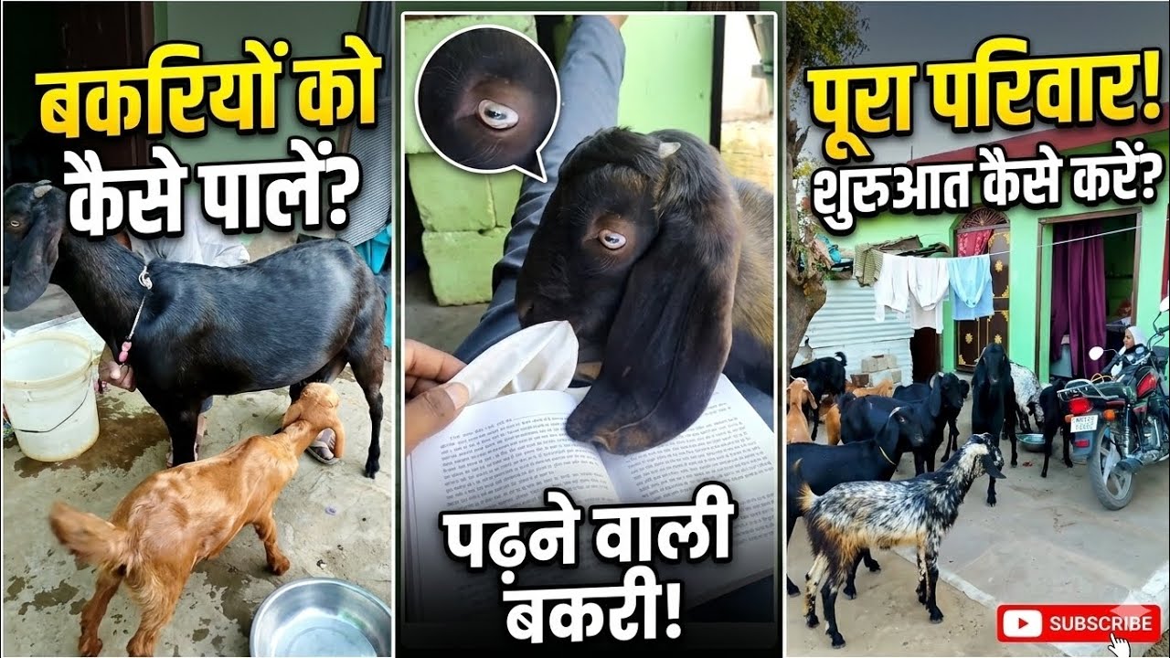 Ye kya itna bada bakra 🐐🐐 #bakraeid #animals #goat #beautifullgoats #vlog #animalworld #eid #badshah