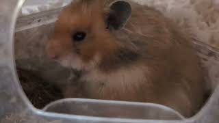 Journey into Toto's World: Hamster Adventure and Living Life to the Fullest by TotoHamsterJourney 72 views 4 months ago 1 minute, 18 seconds