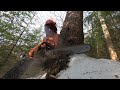 The maine logger cutting trees with chainsaw and skidder