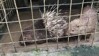 landak lucu | landak imut | kandang landak | hedgehog