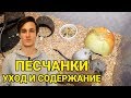 Песчанки - уход и содержание | Подробная инструкция