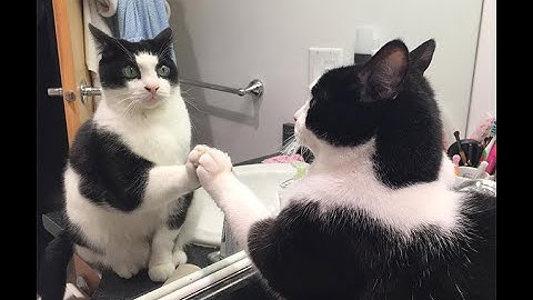Funny cats reaction with mirror | funny cats vs mirror
