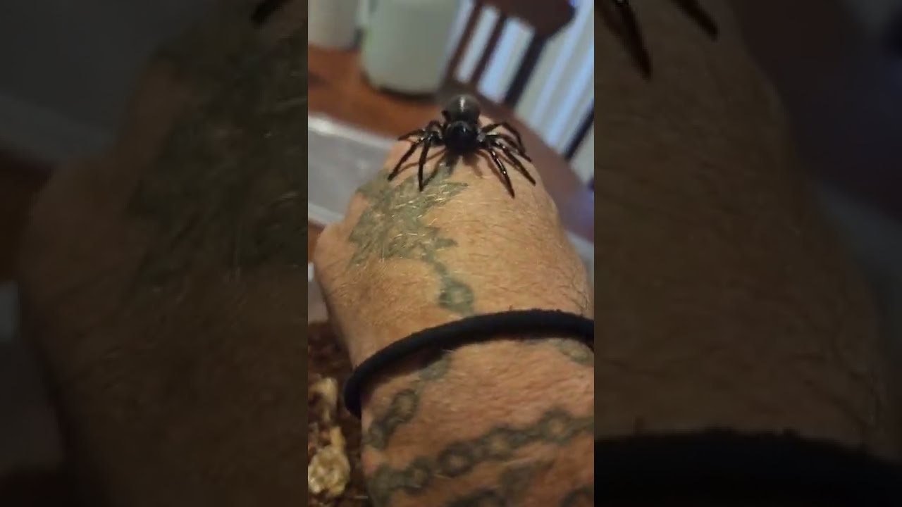 funnel web spider handling nearly ends bad