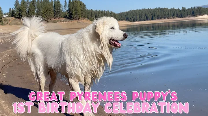 Daisy The Great Pyrenees Puppy Turns 1!
