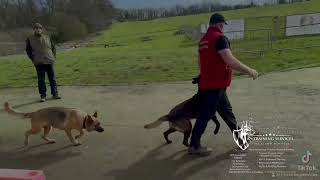 K9 Training Services Dog Training Centre Of Excellence