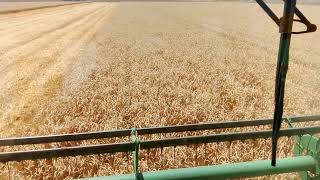 Уборка 2023 набирает обороты сорт оз пшеницы СТЕПЬ