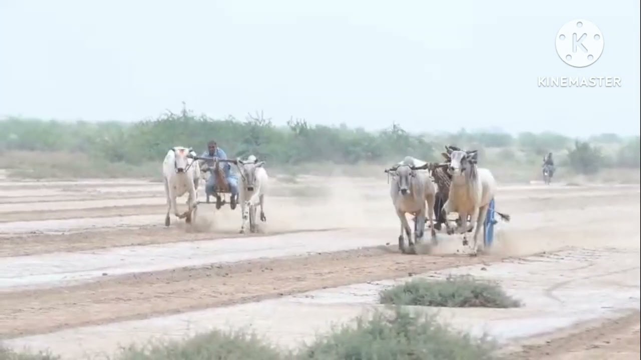 14/07/2025ضلع ٹوبہ اوپن بیل گاڑی ریس گراؤنڈ 301 نواں پنڈ والا مکمل راؤنڈ