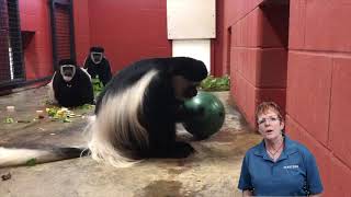 Niabi Zoo Enrichment Matters -  Permanent Enrichment