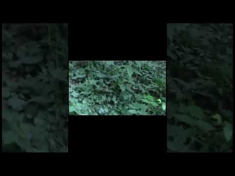 Идём на дачу к другу #meme #memes #scary #paranormal #creepy #мем