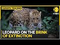 Rare North China leopard spotted | World News | WION Climate Tracker