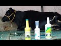 Special Video On Some Neccessary Products To Use In Dairy Farms For Healthy Animals.