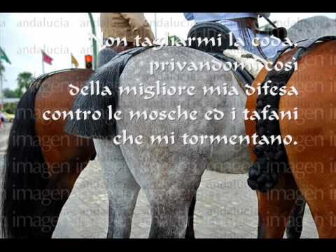 C Cavallo Photo 4