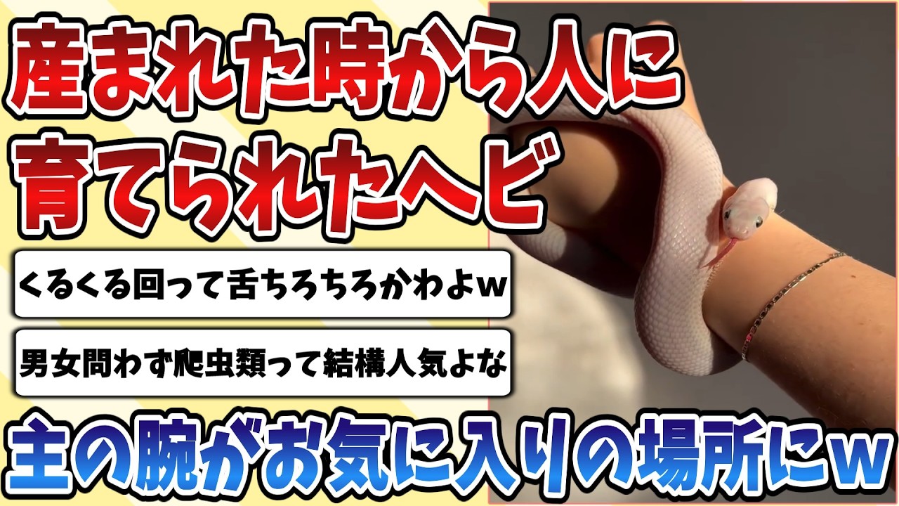 【2ch動物スレ】産まれた時から人に育てられた【ヘビさん】、お気に入りな主の腕をくるくる回ってて可愛すぎるｗｗｗ