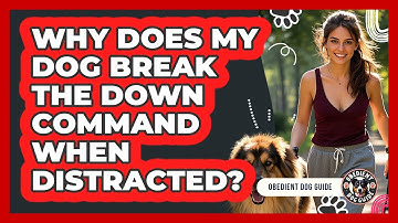 Why Does My Dog Break The Down Command When Distracted? - Obedient Dog Guide