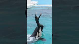 ララとルーナのシンクロが美しすぎる!! #Shorts #鴨川シーワールド #シャチ #Kamogawaseaworld #Orca #Killerwhale