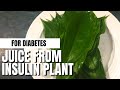 HOW TO MAKE JUICE FROM INSULIN PLANT | FOR DIABETES