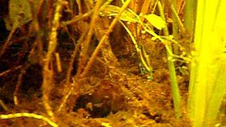 Download Lagu Tropical fish in kalimantan -DIscovery Planet- Download Lagu Tropical fish in kalimantan -DIscovery Planet-