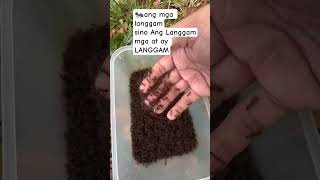 Ant Tagalog Langgam