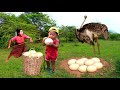 Wild women  baby pick ostrich egg with mother in forest  cook ostrich egg with fish eat delicious