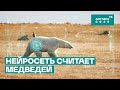 Нейросеть считает медведей | Перепись белых медведей