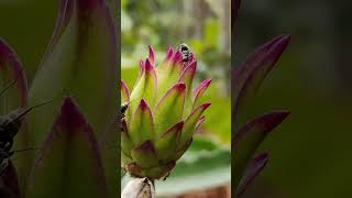 Nature reveals the beauty and glory of God.” #nature #dragonfruit #fruit #flowers #naturelovers